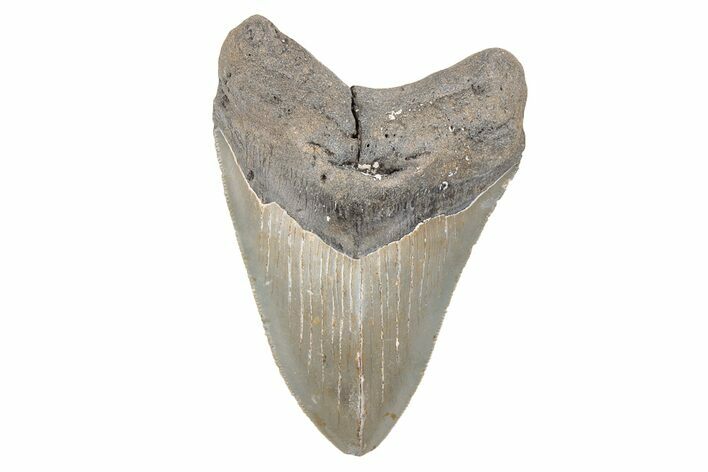 Serrated, 4.37" Fossil Megalodon Tooth - North Carolina
